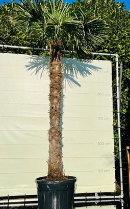 Warentuin Natuurlijk - Chinese waaierpalm 230 cm stamhoogte Trachycarpus Fortunei 330 cm