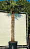 Warentuin Natuurlijk - Chinese waaierpalm 230 cm stamhoogte Trachycarpus Fortunei 330 cm