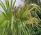 Warentuin Natuurlijk - Chinese waaierpalm 230 cm stamhoogte Trachycarpus Fortunei 330 cm