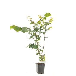 Fruithof - Corylus avellana Cosford