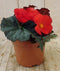 Warentuin Natuurlijk - 3 stuks! Knolbegonia rood