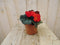 Warentuin Natuurlijk - 3 stuks! Knolbegonia rood