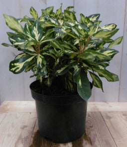 Warentuin natuurlijk - Rododendron 40 cm roze bont blad
