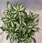 Warentuin natuurlijk - Rododendron 40 cm roze bont blad