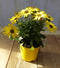 Warentuin Natuurlijk - 3 stuks! Spaanse margriet geel