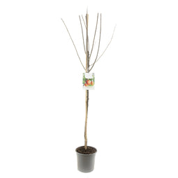 Fruithof - Prunus domestica victoria halfstam oranje rode pruim fruitboom