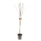 Fruithof - Prunus domestica victoria halfstam oranje rode pruim fruitboom