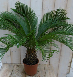 Warentuin Natuurlijk - Kamerplant Palmvaren Vredespalm Cycas 70 cm