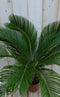 Warentuin Natuurlijk - Kamerplant Palmvaren Vredespalm Cycas 70 cm