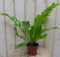 Warentuin Natuurlijk - Kamerplant Asplenium
