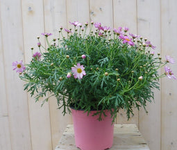 Warentuin Natuurlijk - Margriet roze