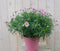 Warentuin Natuurlijk - Margriet roze