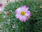 Warentuin Natuurlijk - Margriet roze