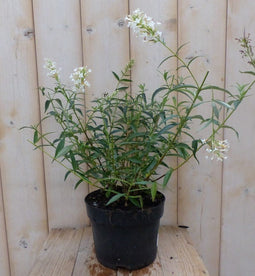 5 stuks - Warentuin Natuurlijk - Vlinderstruik Buddleja Wit 55 cm