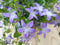 Warentuin Natuurlijk - 2 stuks! Campunala Blue star
