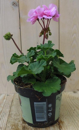 Warentuin Natuurlijk - 3 stuks! Geranium roze