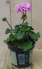 Warentuin Natuurlijk - 3 stuks! Geranium roze