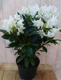 Warentuin natuurlijk - Rododendron 80 cm wit