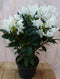 Warentuin natuurlijk - Rododendron 80 cm wit