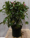 Warentuin natuurlijk - Rododendron 80 cm wit