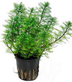Aquadistri - Eg myriophyllum mattogrossense nr83