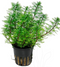 Aquadistri - Eg myriophyllum mattogrossense nr83