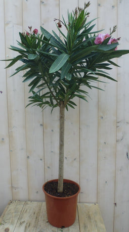 Warentuin Natuurlijk - Oleander op stam 100 cm