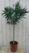 Warentuin Natuurlijk - Oleander op stam 100 cm