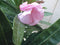 Warentuin Natuurlijk - Oleander op stam 100 cm
