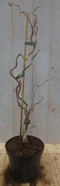 Warentuin Natuurlijk - Kronkelhazelaar Corylus 50 cm