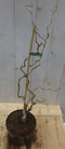Warentuin Natuurlijk - Kronkelhazelaar Corylus 50 cm