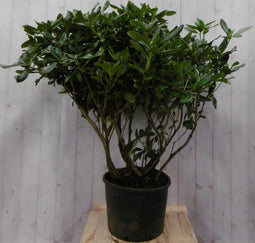 Warentuin natuurlijk - Rododendron 120 cm rood