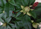 Warentuin natuurlijk - Rododendron 120 cm rood
