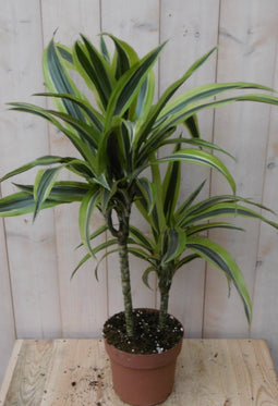 Warentuin Natuurlijk - Kamerplant Drakenbloedboom Dracaena Geel-Groen 60 cm