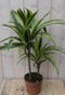 Warentuin Natuurlijk - Kamerplant Drakenbloedboom Dracaena Geel-Groen 60 cm
