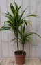 Warentuin Natuurlijk - Kamerplant Drakenbloedboom Dracaena Geel-Groen 60 cm