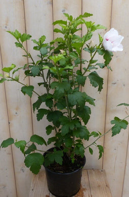Warentuin Natuurlijk - Hibiscus struik Wit 40 cm