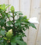 Warentuin Natuurlijk - Hibiscus struik Wit 40 cm