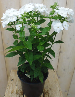 Warentuin Natuurlijk - Vlambloem Phlox wit