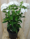Warentuin Natuurlijk - Vlambloem Phlox wit