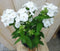 Warentuin Natuurlijk - Vlambloem Phlox wit