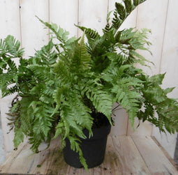 Warentuin natuurlijk - Vaste plant Tuinvaren Groot 30 cm