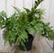 Warentuin natuurlijk - Vaste plant Tuinvaren Groot 30 cm
