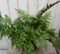 Warentuin natuurlijk - Vaste plant Tuinvaren Groot 30 cm