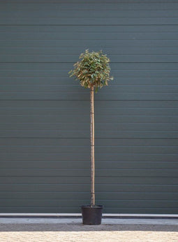 Warentuin Natuurlijk - 2 stuks! Olijfwilg Bolvorm Elaeagnus ebbingei h 225 cm st. omtrek 8 cm st....