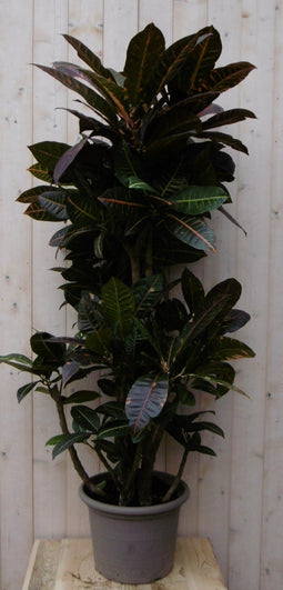 Warentuin Natuurlijk - Kamerplant Croton 120 cm