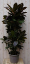 Warentuin Natuurlijk - Kamerplant Croton 120 cm