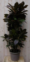 Warentuin Natuurlijk - Kamerplant Croton 120 cm