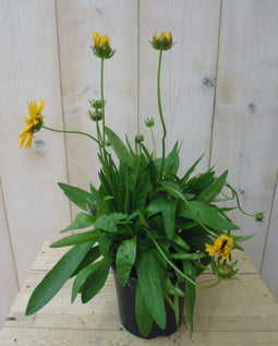 3 stuks - Warentuin Natuurlijk - Meisjesogen