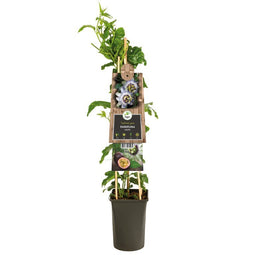 Van der Starre - Klimplant Passiflora Edulis 75 cm